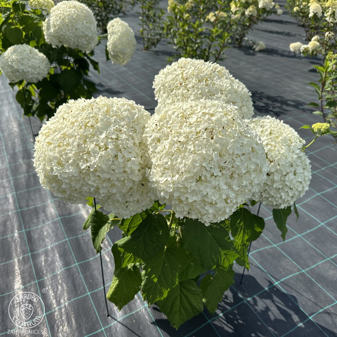 Obrázok Hortenzia stromčekovitá (Hydrangea arborescens) 'FlowerWOW®' First Edition® - výška 30-40 cm, kont. C3L/P19 - OBROVSKÉ KVETY